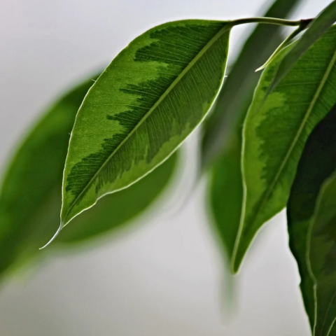 Kamerplant tips
