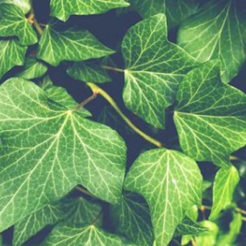 Minister Schouten: duizenden beschermde planten en dieren onderschept tijdens landelijke actie