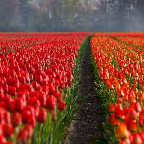 Tulpen laten zich zien in de provincie