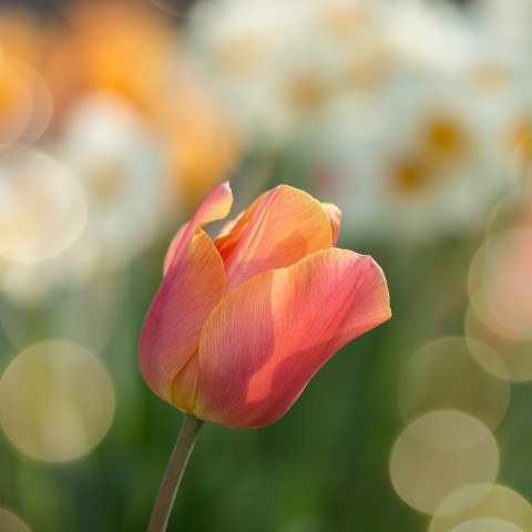 Tulpenroute 2021 in Flevoland