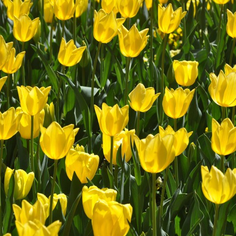 Tulpenroutes geopend, maar nog weinig bloeiende velden
