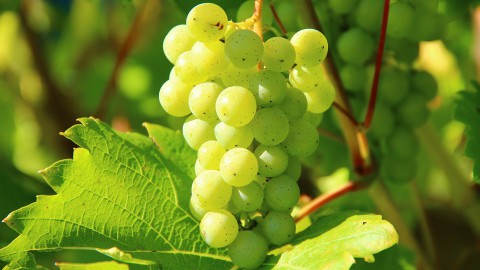Heerlijke wijnen van Flevolandse bodem