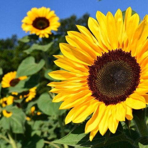 Komende vier jaar 5,3 miljoen euro voor verbeteren biodiversiteit