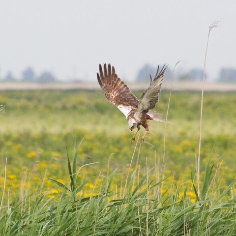 Audiotour door het Kotterbos als Ode aan het Landschap