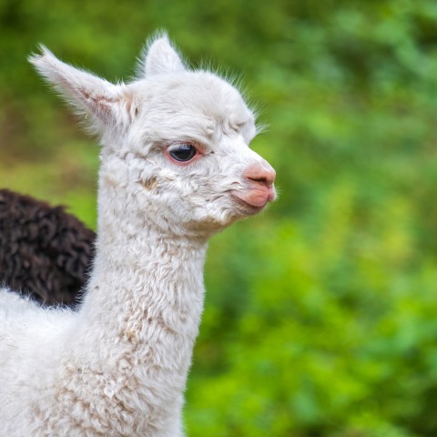 Picknicken tussen de alpaca´s bij Indoor Mountainbike