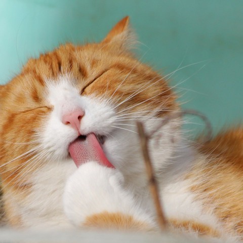 The Coffee Cat is doneeractie begonnen