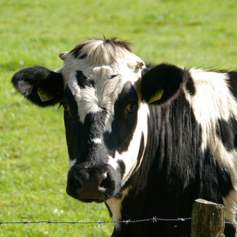 Een bezoekje aan de koeien bij De Kemphaan