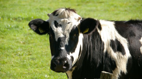 Een bezoekje aan de koeien bij De Kemphaan