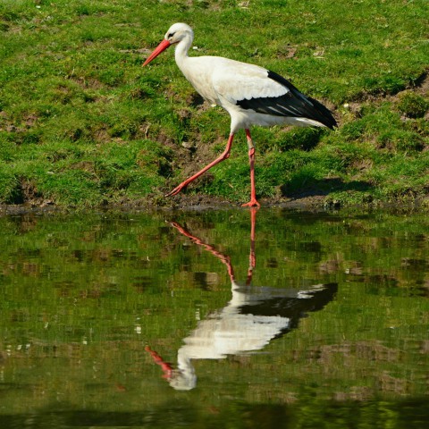 Staten akkoord met 1 miljoen voor uitbreiding Marker Wadden