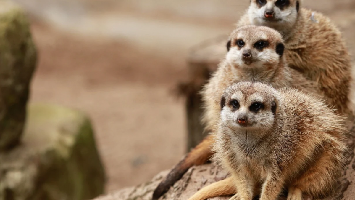 Kabinet komt noodlijdende dierentuinen tegemoet