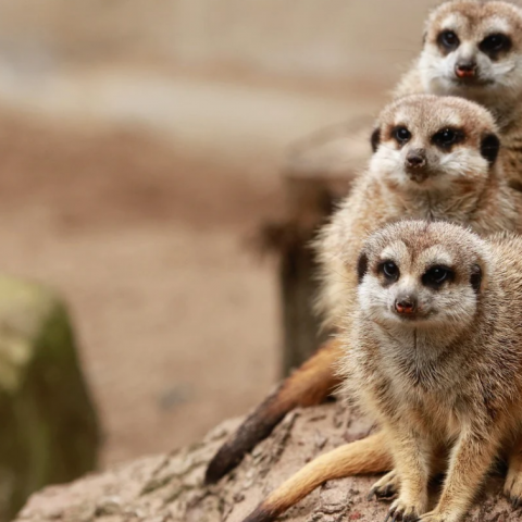 Kabinet komt noodlijdende dierentuinen tegemoet