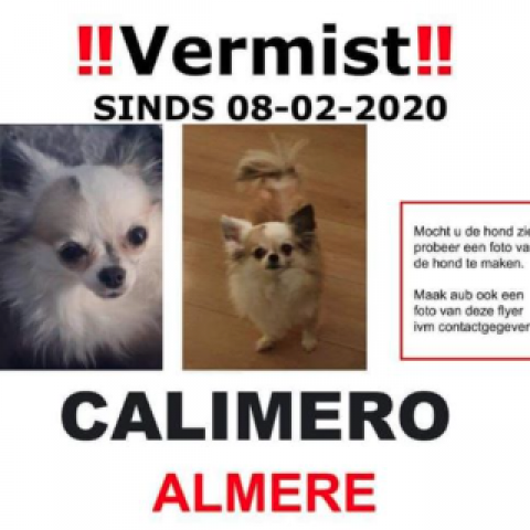 Hond Calimero vermist 