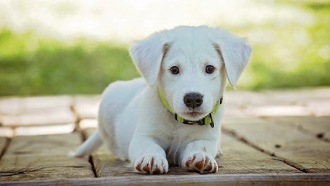 Vernieuwd: Hondenkaart en hondenregels