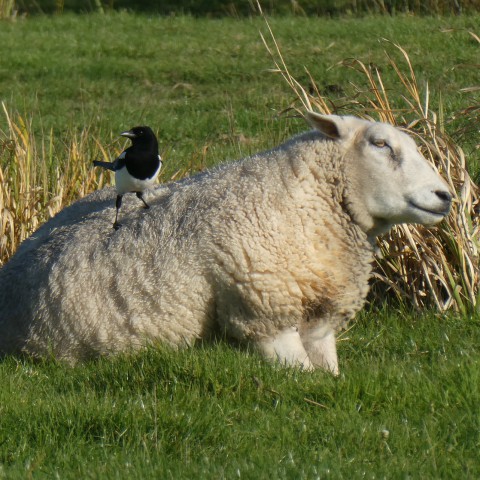 Vestering wil beheer Oostvaardersplassen weghalen bij provincie