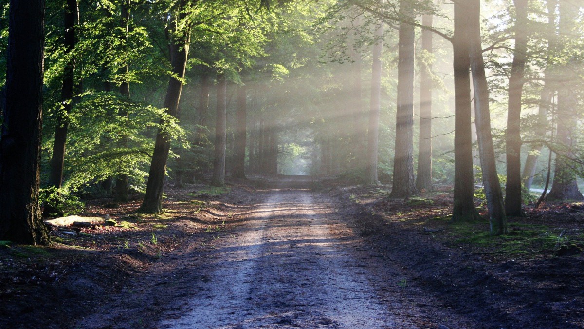 Ontwikkelplan Almeerderhout aangenomen