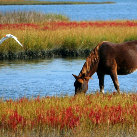 Ook konikpaarden Oostvaardersplassen bijgevoerd
