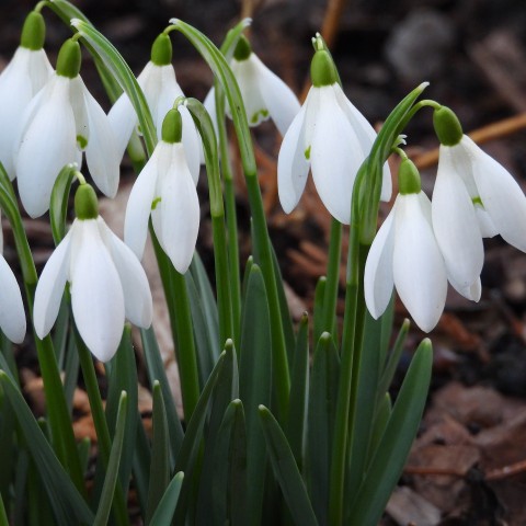 Leerlingen Caleidoscoop planten sneeuwklokjesboom in Lumièrepark