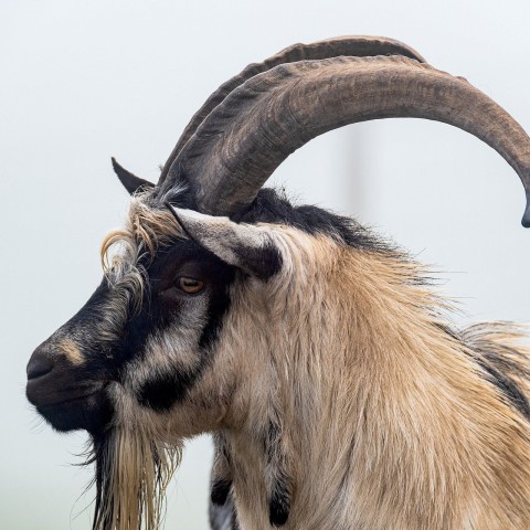 Twee opvallende bokken uit schaapskudde vermist