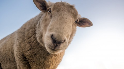 Eerste lammetje van Flevolander schaap van dit jaar geboren