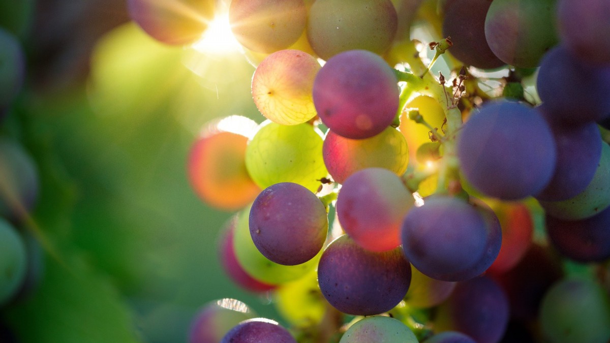 Wijn gemaakt van druiven uit Almere
