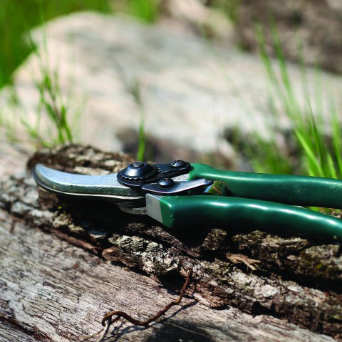 Tuintips februari van Kelder Hoveniers!