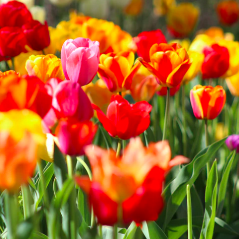 Tulpenroutes trokken tienduizenden bezoekers