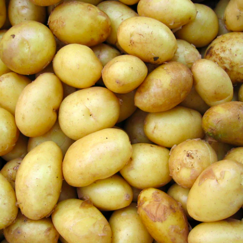 Grimme Aardappelen Akkerbouwer in Almere