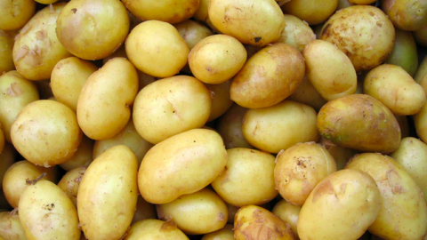 Grimme Aardappelen Akkerbouwer in Almere