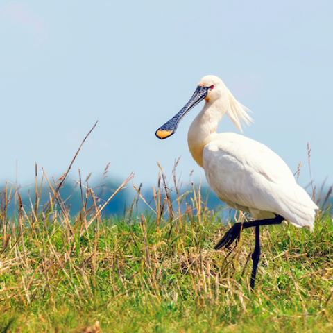 Lepelaarplassen 50 jaar natuurgebied
