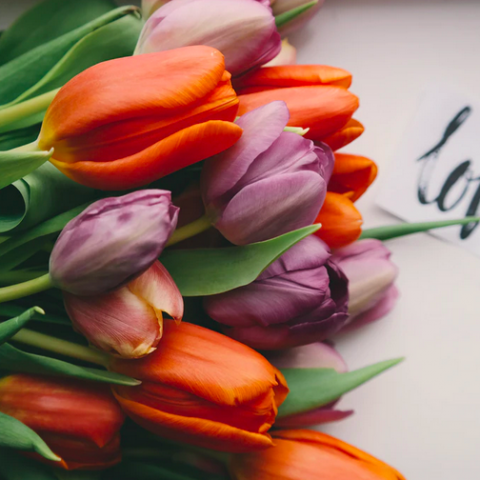 Tulpen tijdens start Tulpenroute nog niet in bloei