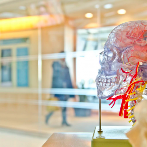 3 eenvoudige manieren om de gezondheid van je hersenen te verbeteren volgens een neuroloog