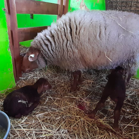 Eerste lammeren geboren op kinderboerderij De Beestenbende