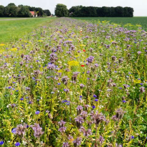 Flevoland versterkt komende jaren de biodiversiteit