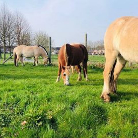 Manege Instructeur gezocht bij Kinderboerderij/Manege De Stek
