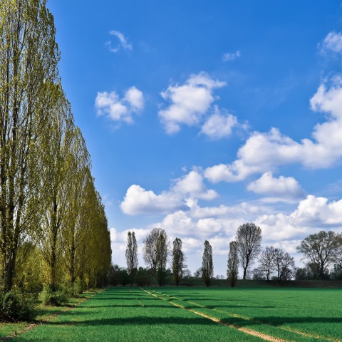 Start aanplant bomen langs Biddingringweg (N305)