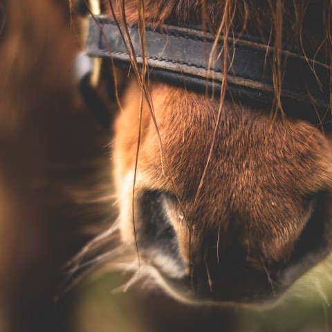 Ponyritje