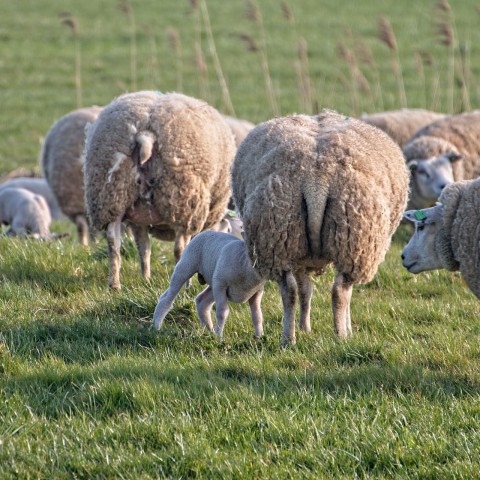 80 lammetjes van Stad & Natuur niet geslacht