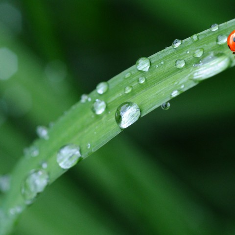 Wat te doen tegen droogte?