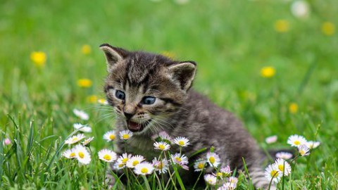 Dierenasiel Almere organiseert rommelmarkt