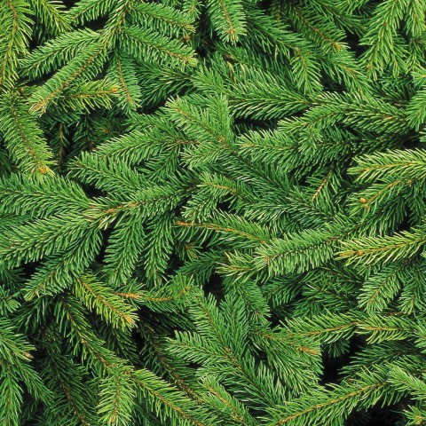 'Koop je kerstboom in de kroeg'
