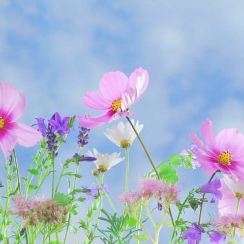 Aan de slag met bloemen voor het voorjaar!