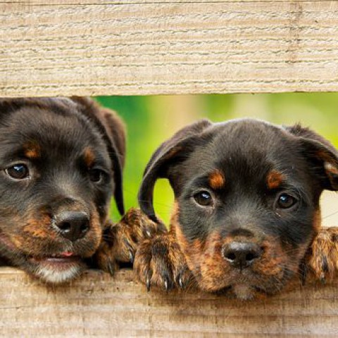 Argos organiseert kennisdag voor jonge honden