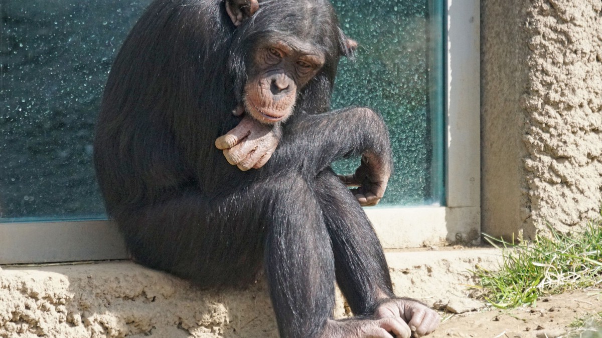 Gezin staat oog in oog met ontsnapte chimpansee