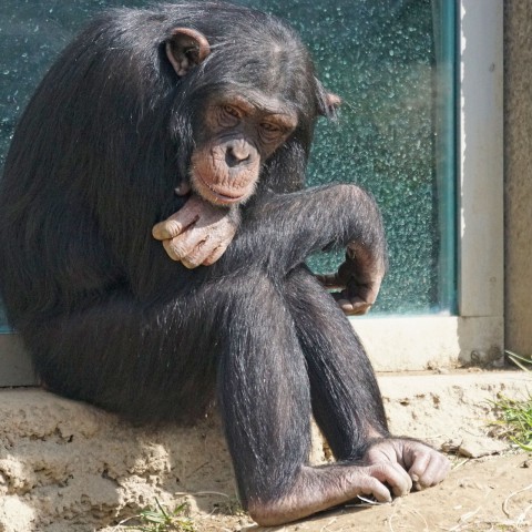Gezin staat oog in oog met ontsnapte chimpansee