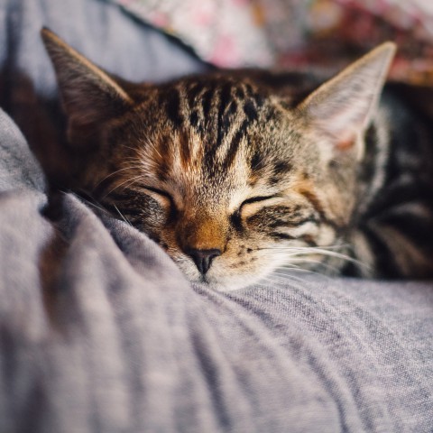 Dierenasiel Almere alleen nog te bezoeken op afspraak