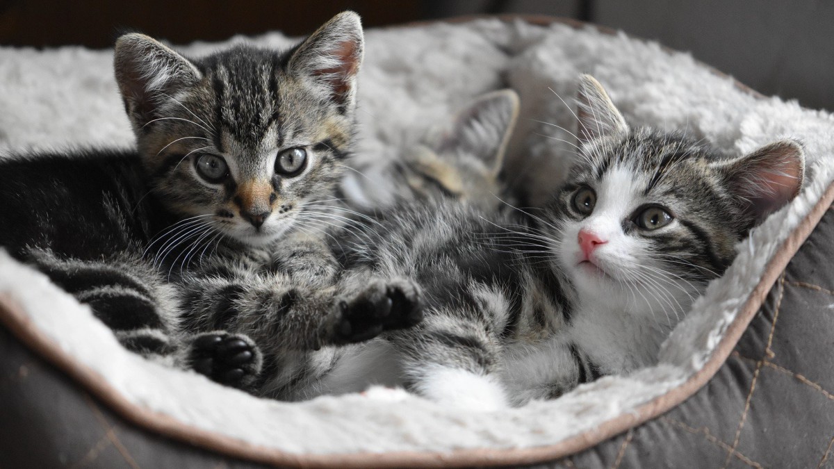 Vijf kittens in plastic tas afgegeven bij dierenasiel