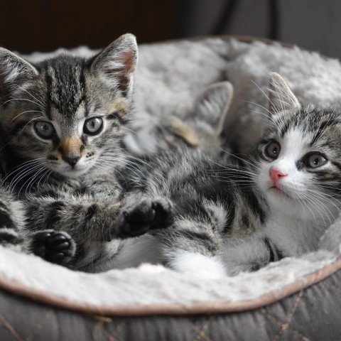 Vijf kittens in plastic tas afgegeven bij dierenasiel