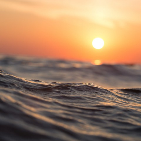 Specialiteiten van het Wad op het Lumièrestrand