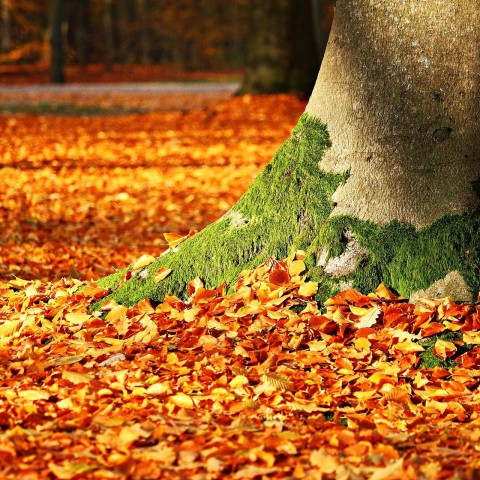Herfstvakantie komt eraan voor regio Noord