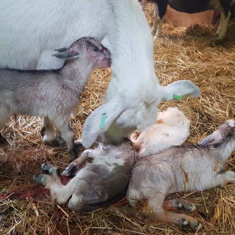 4ling geboren bij Kinderboerderij De Beestenbende